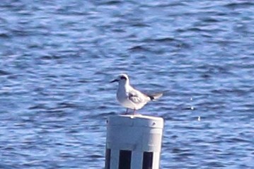 Forster's Tern - ML619628741