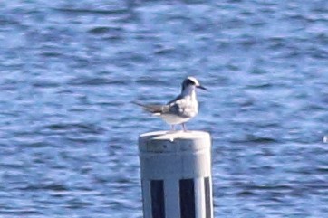 Forster's Tern - Jake Cvetas