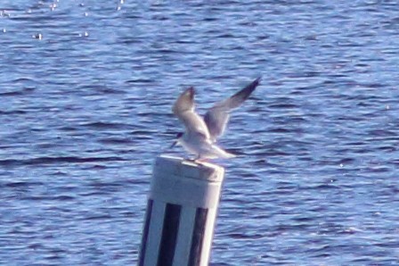 Forster's Tern - Jake Cvetas