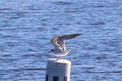 Forster's Tern - ML619628744