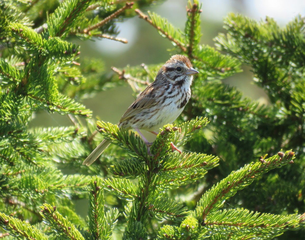 Song Sparrow - Hannah Glass