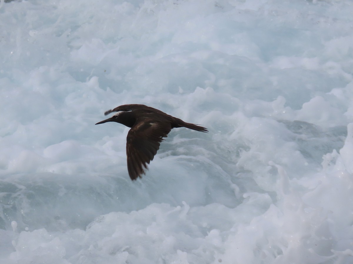 Black Noddy - Frits van Dijk