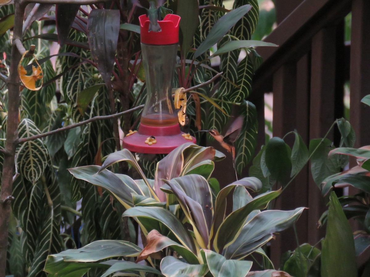 Long-billed Hermit - Sam Holcomb