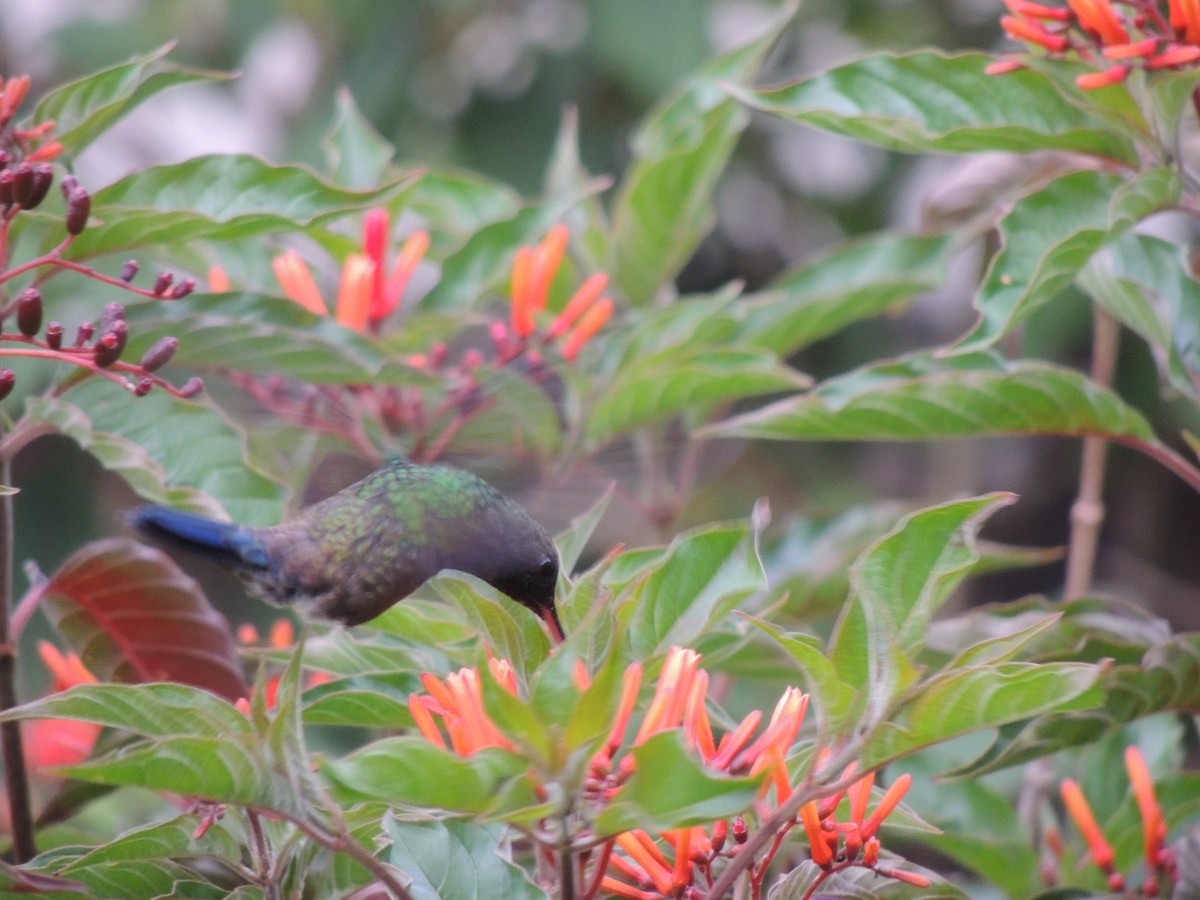 Blue-vented Hummingbird - ML619628781