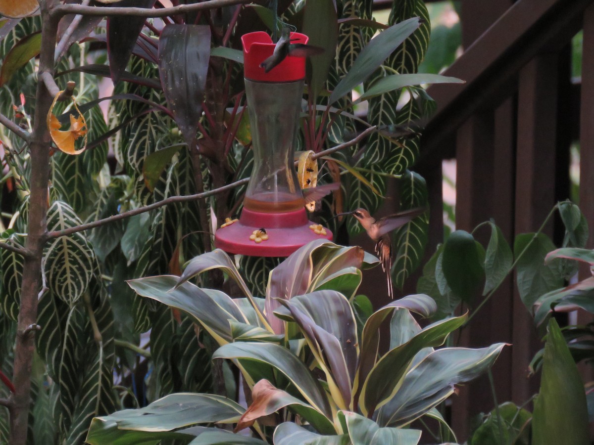 Длинноклювый колибри-отшельник - ML619628791