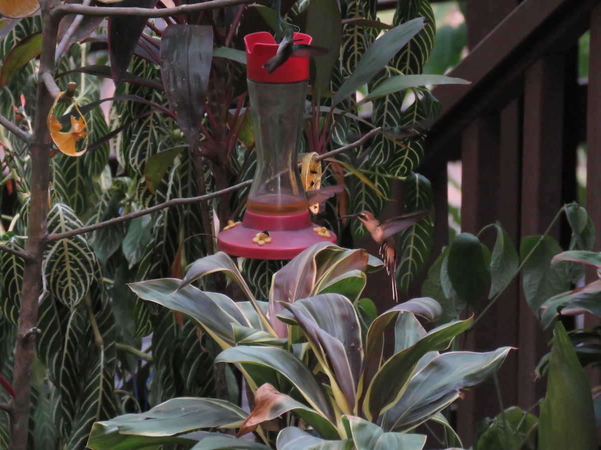 Long-billed Hermit - Sam Holcomb