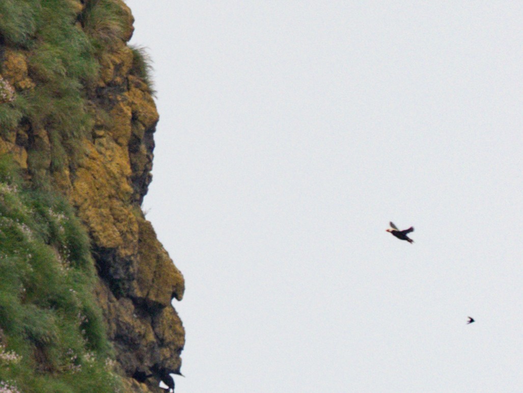 Tufted Puffin - Michael Krall