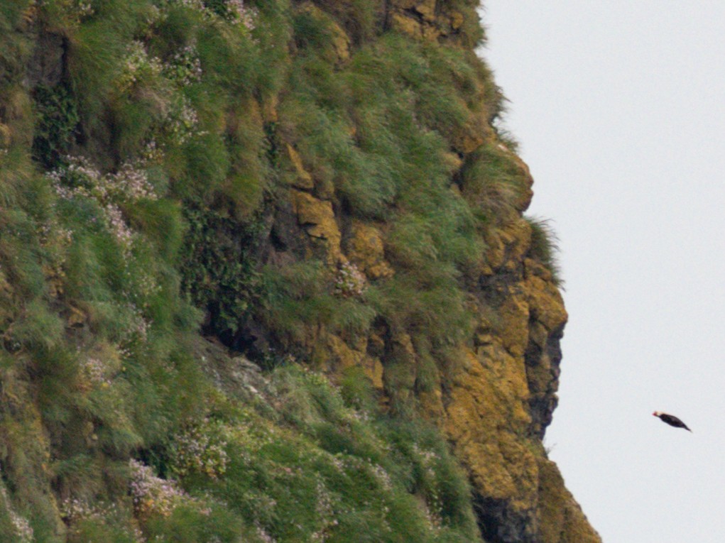 Tufted Puffin - Michael Krall