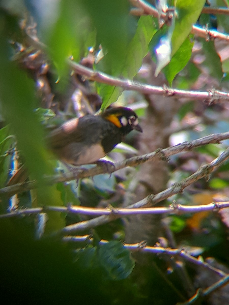 White-eared Ground-Sparrow - Pablo Ortiz Ochoa