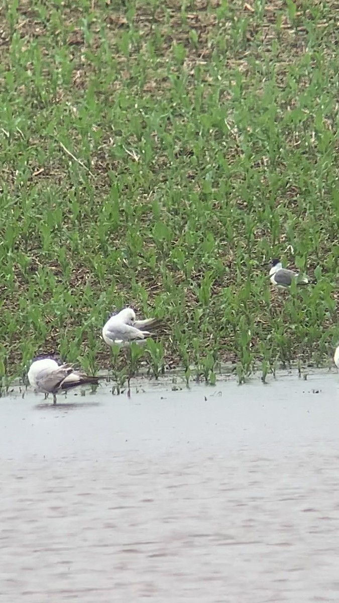 Franklin's Gull - ML619628805