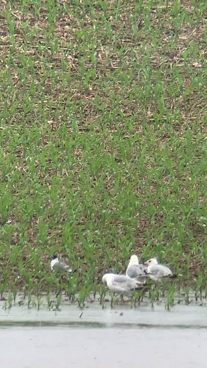 Franklin's Gull - ML619628806