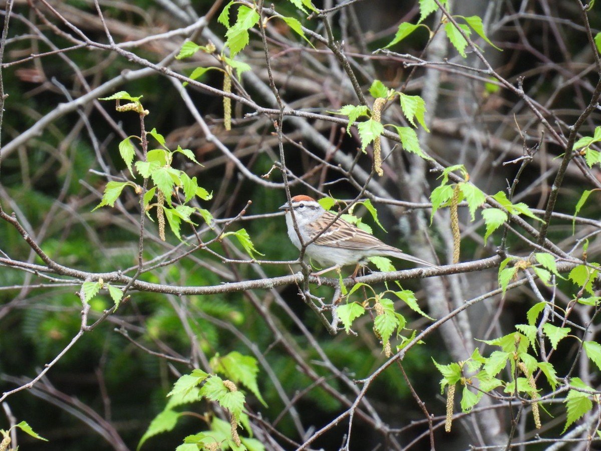 Chipping Sparrow - Donna DeJong