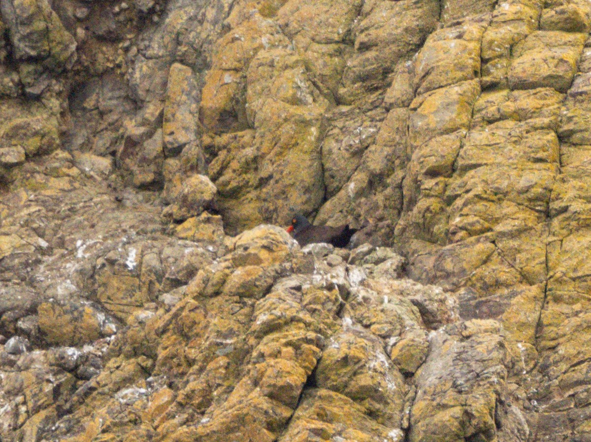 Black Oystercatcher - ML619628808