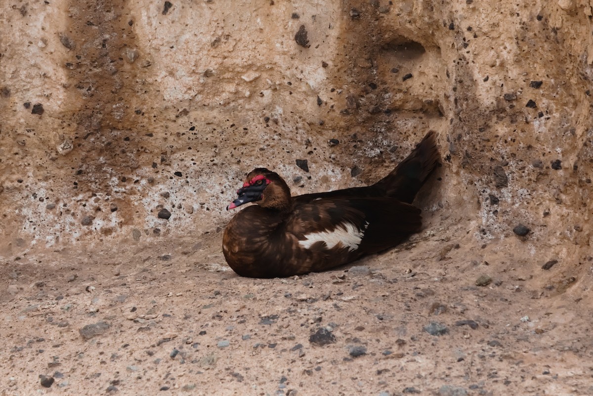 Muscovy Duck (Domestic type) - Zsolt Semperger