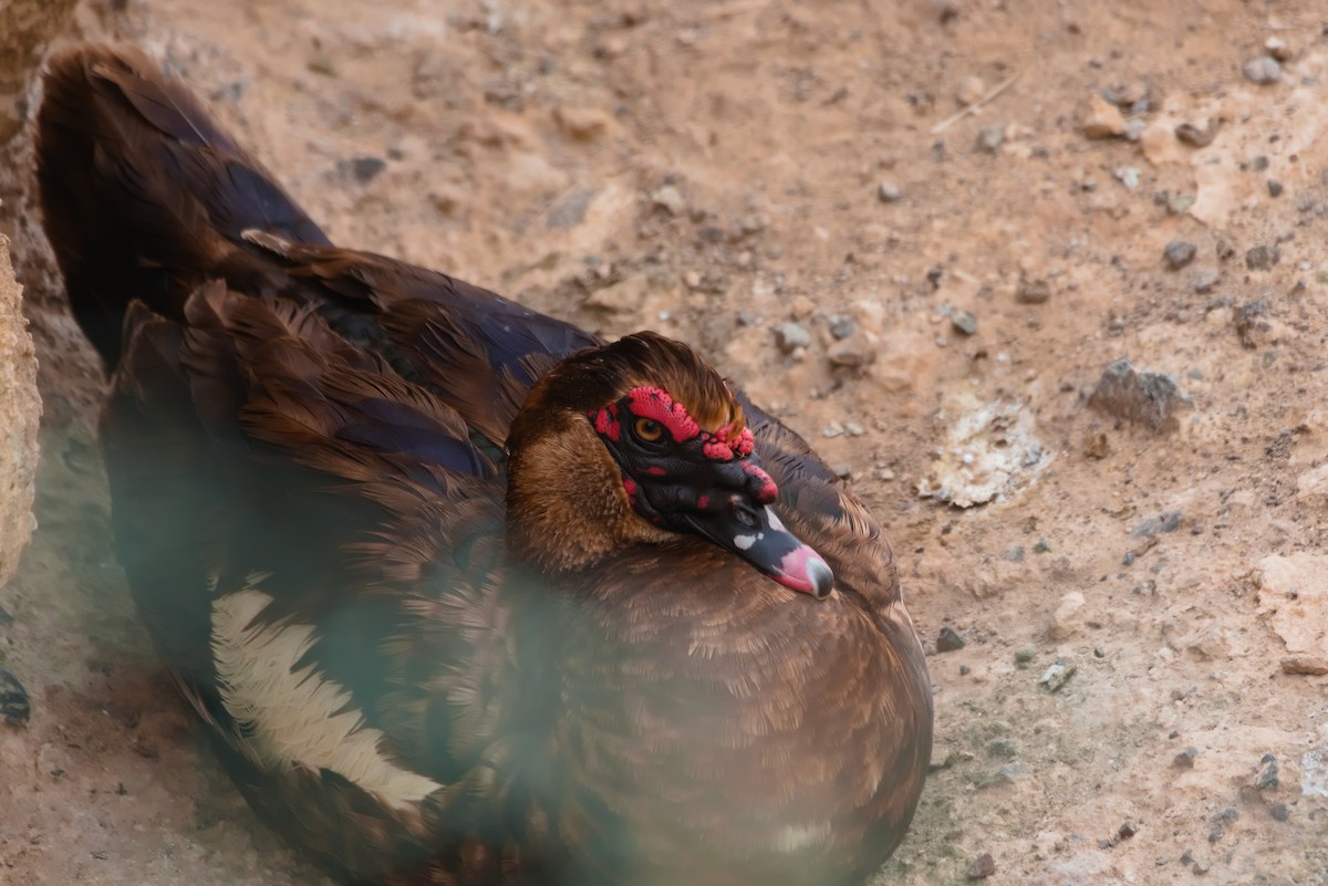 Muscovy Duck (Domestic type) - Zsolt Semperger