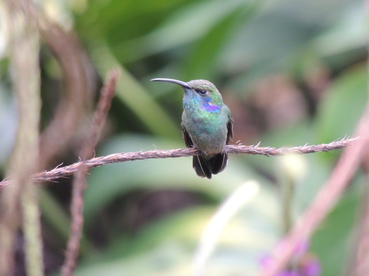 Lesser Violetear - Roger Lambert