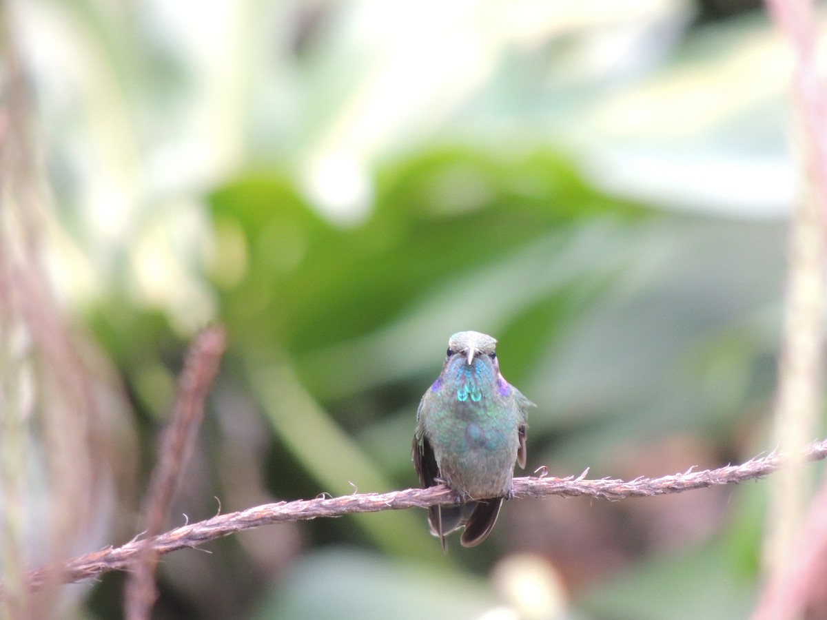 Lesser Violetear - Roger Lambert