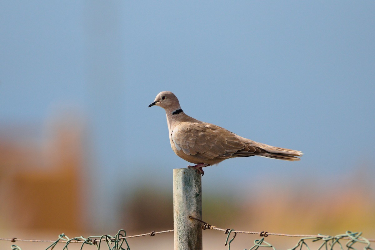 Eurasian Collared-Dove - Zsolt Semperger