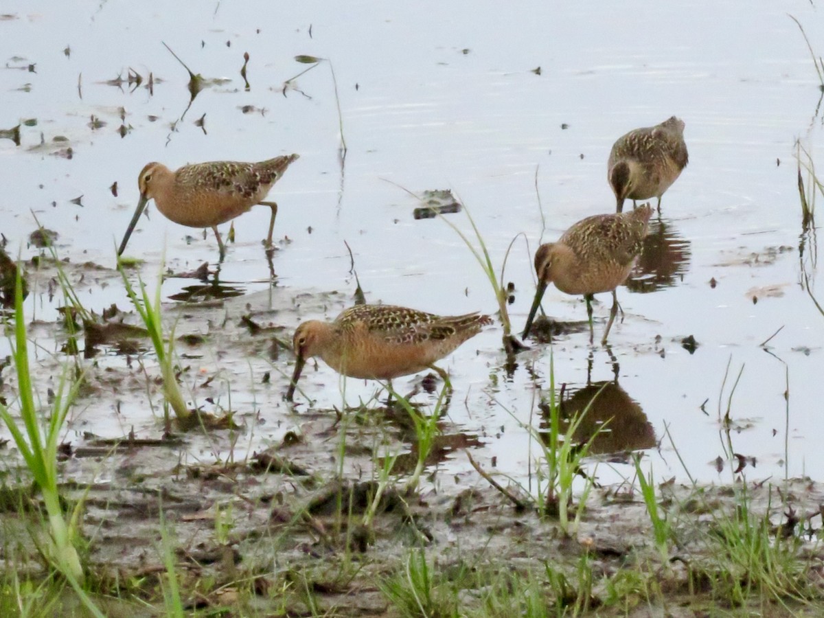 Long-billed Dowitcher - Sharon Godkin