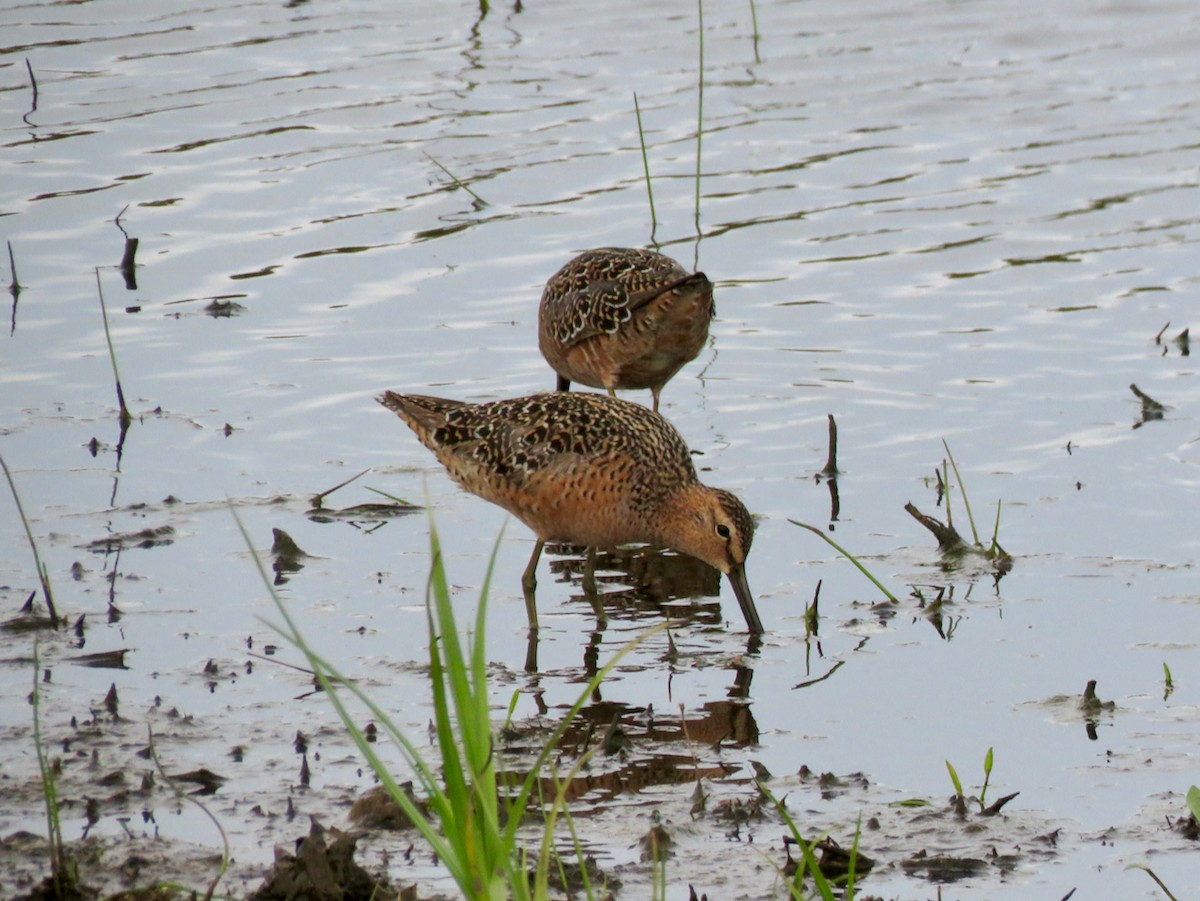 Long-billed Dowitcher - ML619628828