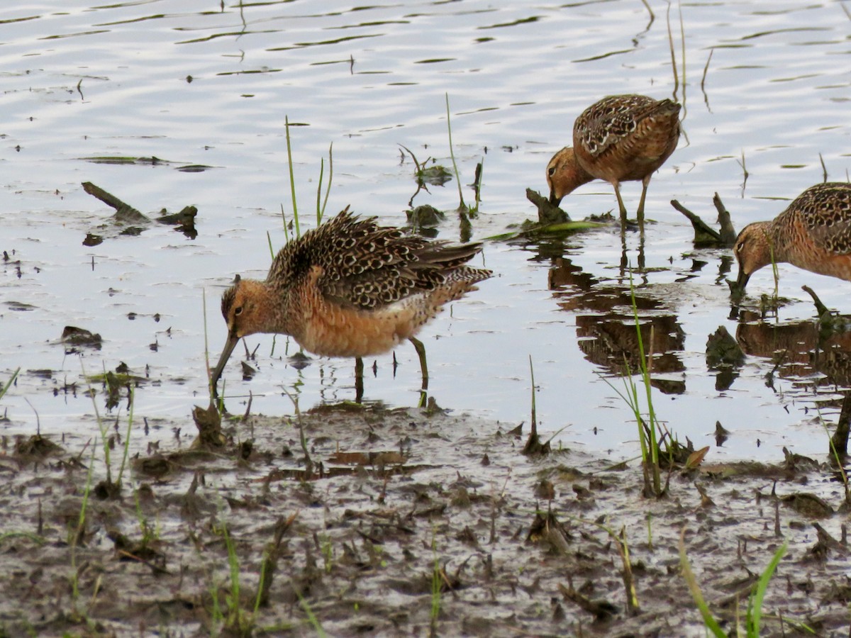 Long-billed Dowitcher - Sharon Godkin