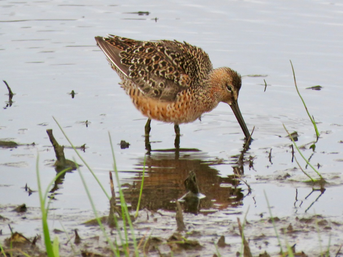 Long-billed Dowitcher - Sharon Godkin