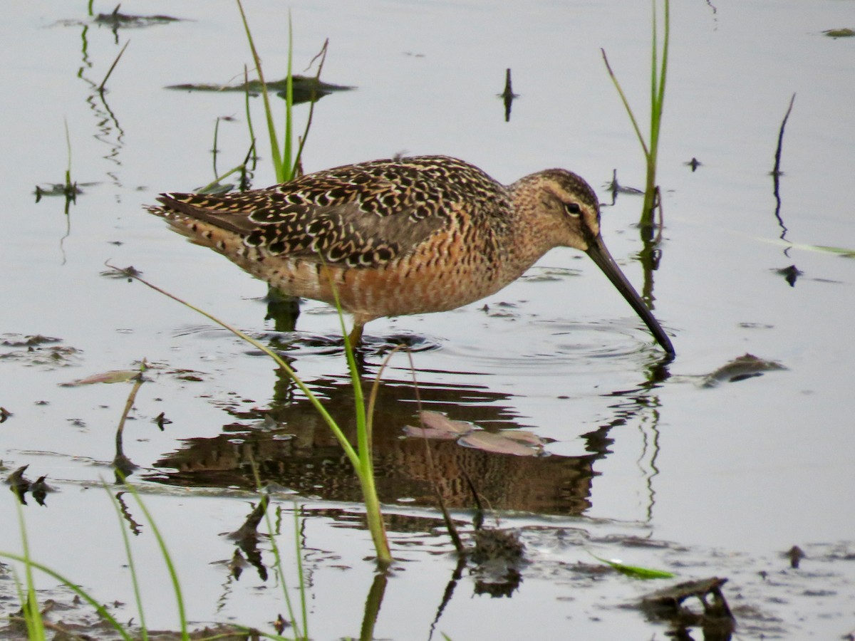 Long-billed Dowitcher - Sharon Godkin