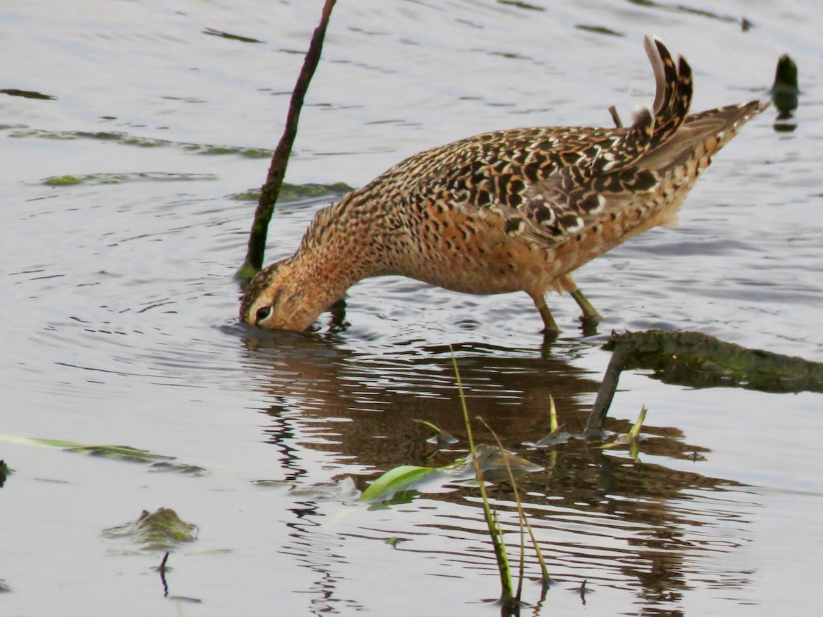 Long-billed Dowitcher - ML619628834