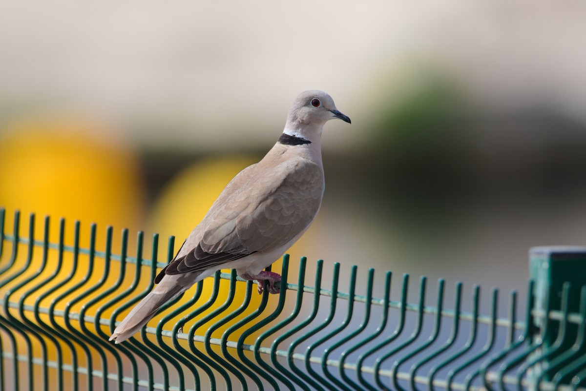 African Collared-Dove - Zsolt Semperger