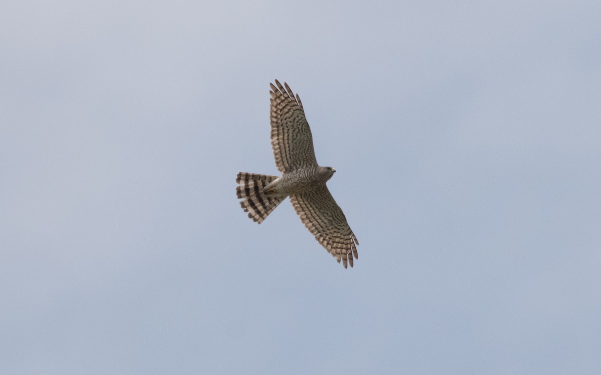 Levant Sparrowhawk - ML619628838