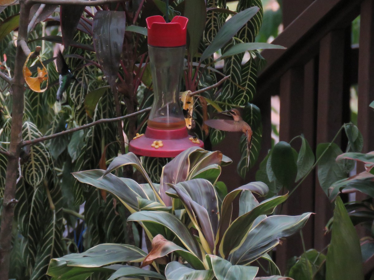 Long-billed Hermit - Sam Holcomb