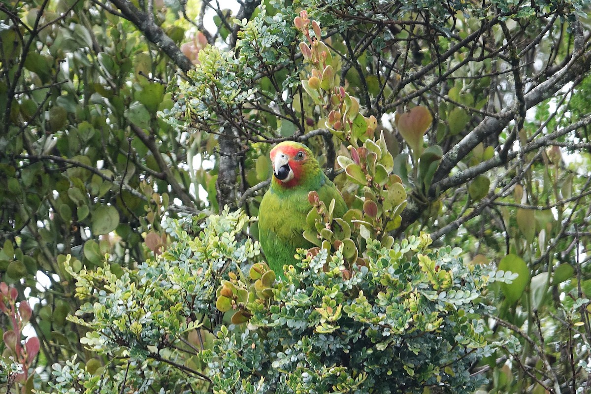 Red-faced Parrot - Daniel Pacheco Osorio