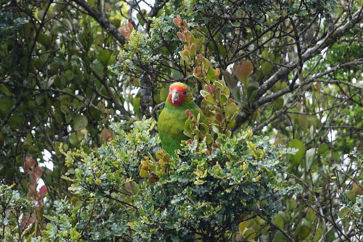 Red-faced Parrot - Daniel Pacheco Osorio