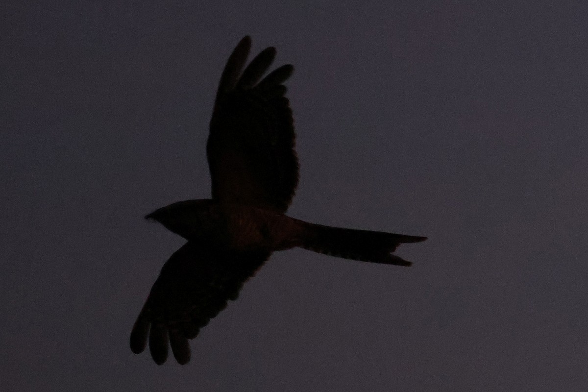 Scissor-tailed Nightjar - Hubert Stelmach
