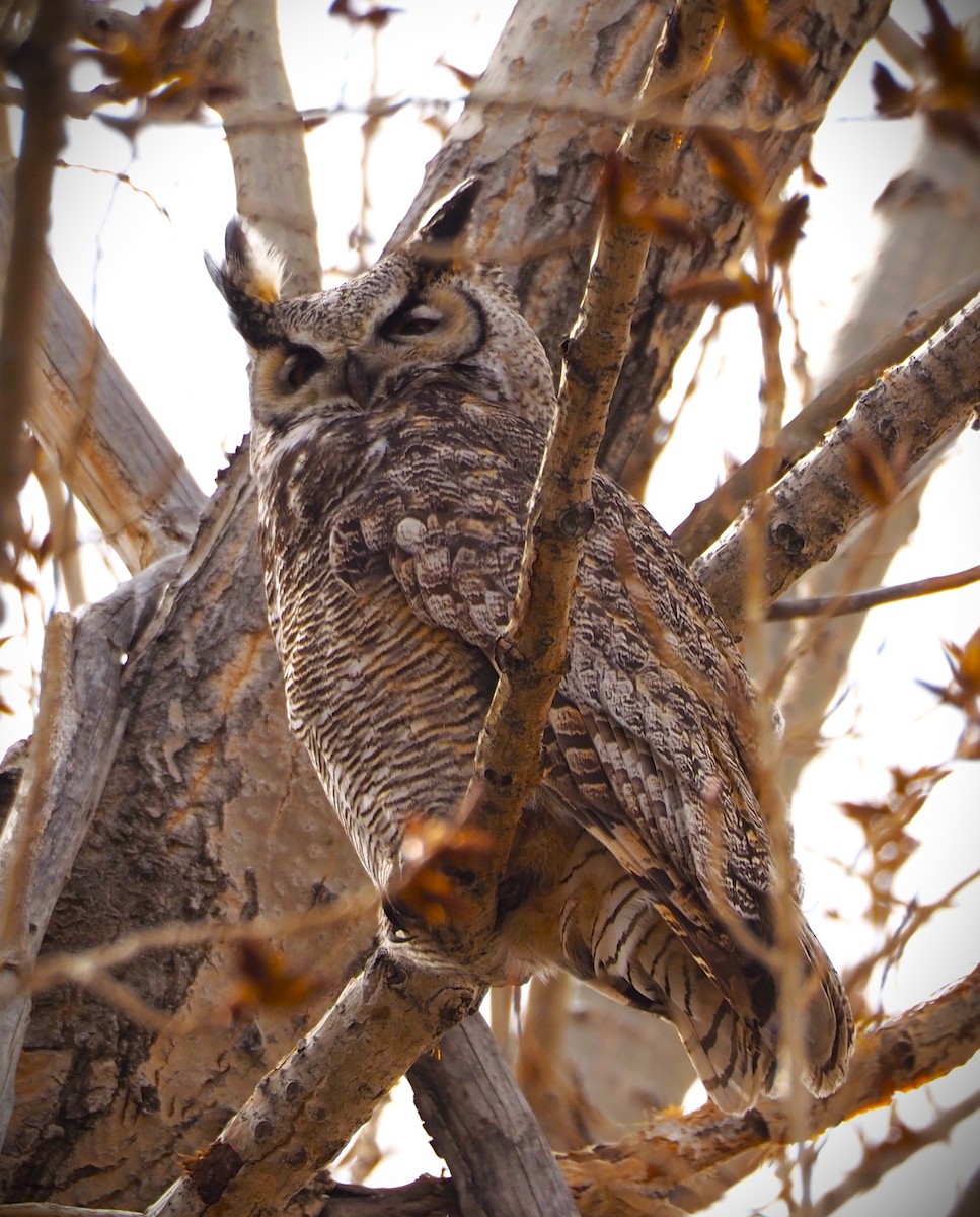 Great Horned Owl - Dick Cartwright