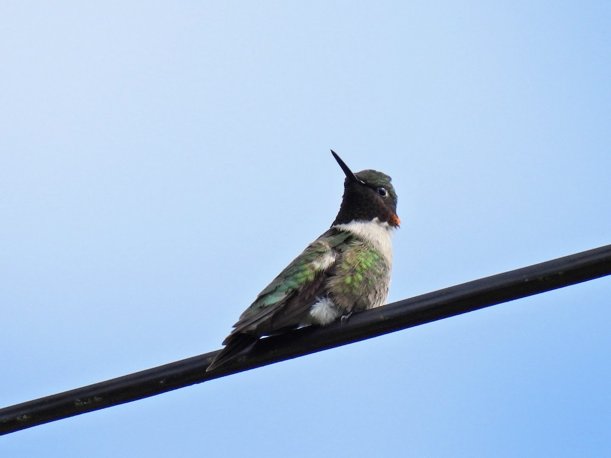 Ruby-throated Hummingbird - Donna DeJong