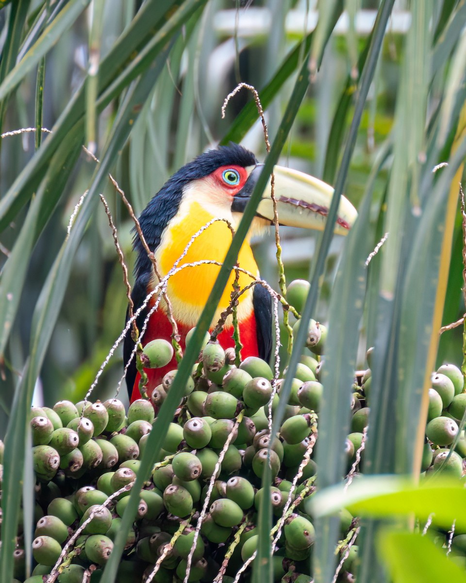 Red-breasted Toucan - Victor Pássaro