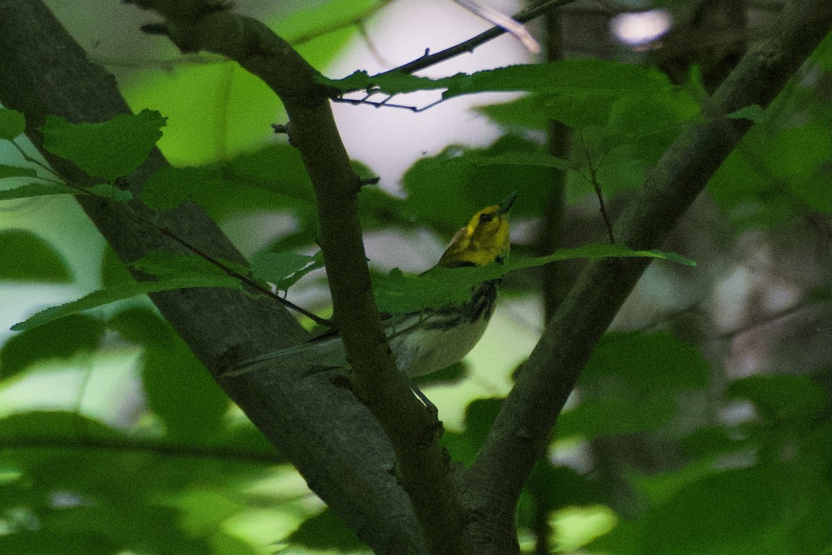 Black-throated Green Warbler - Jesse Haaf