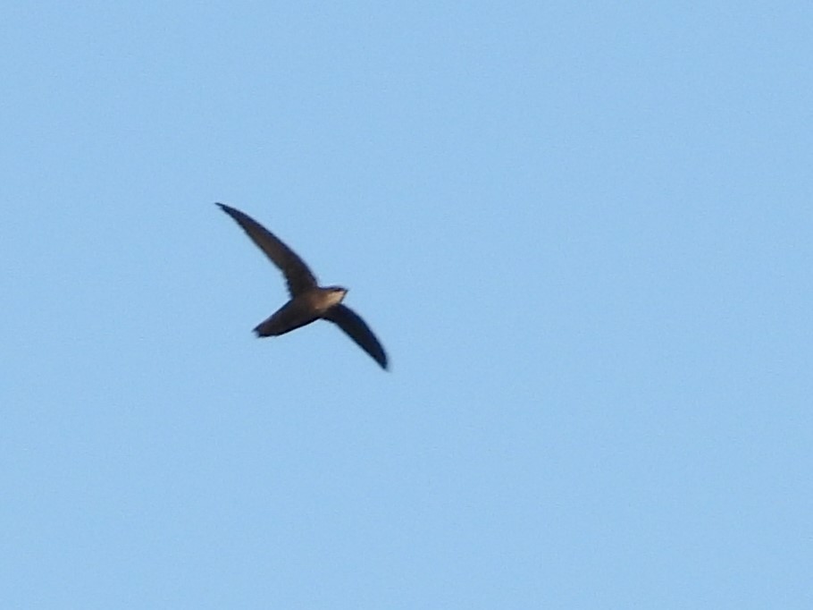 Chimney Swift - Vickie Amburgey