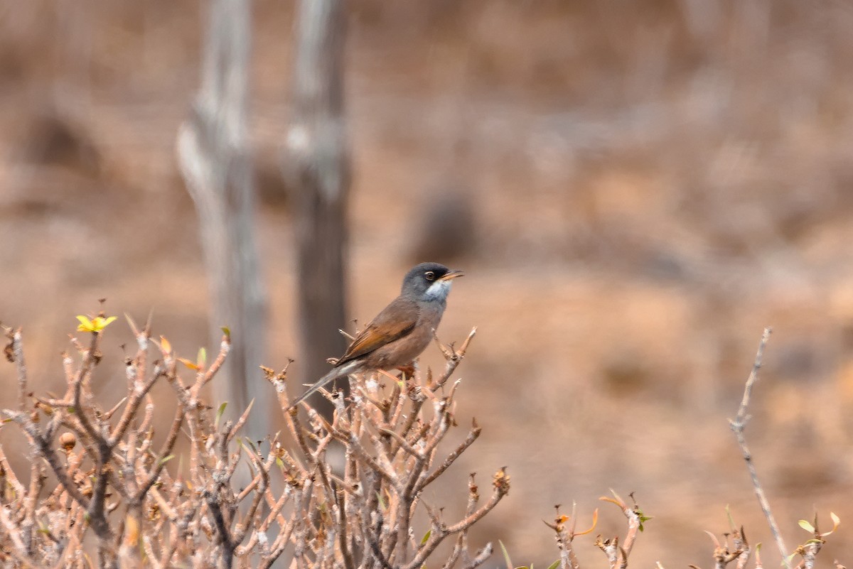 Spectacled Warbler - Zsolt Semperger