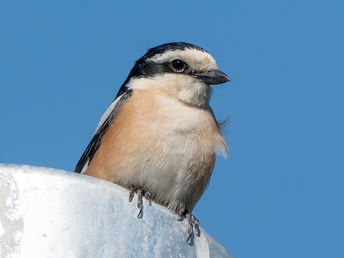 Masked Shrike - Saki Tsilianidis