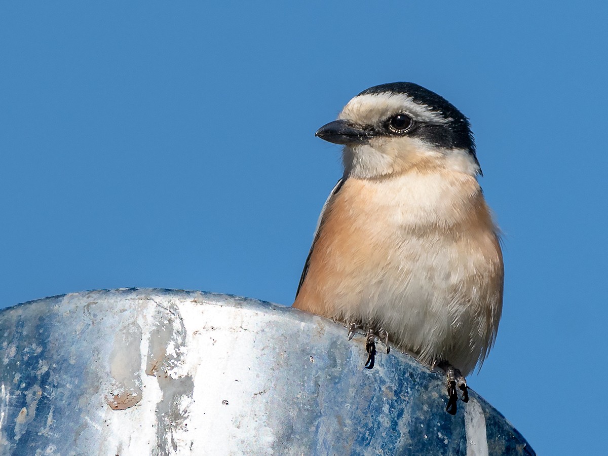 Masked Shrike - Saki Tsilianidis