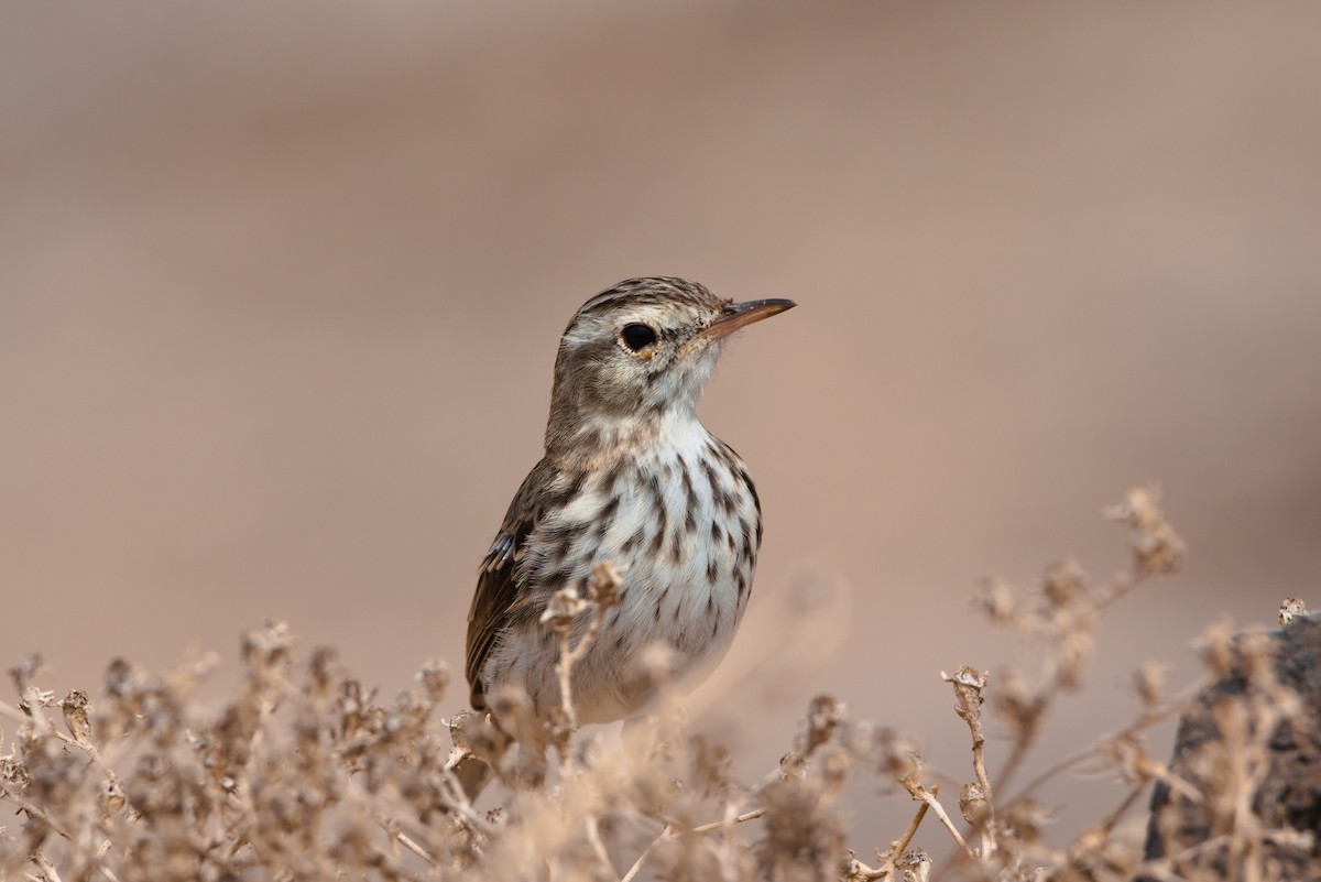 Berthelot's Pipit - ML619628882