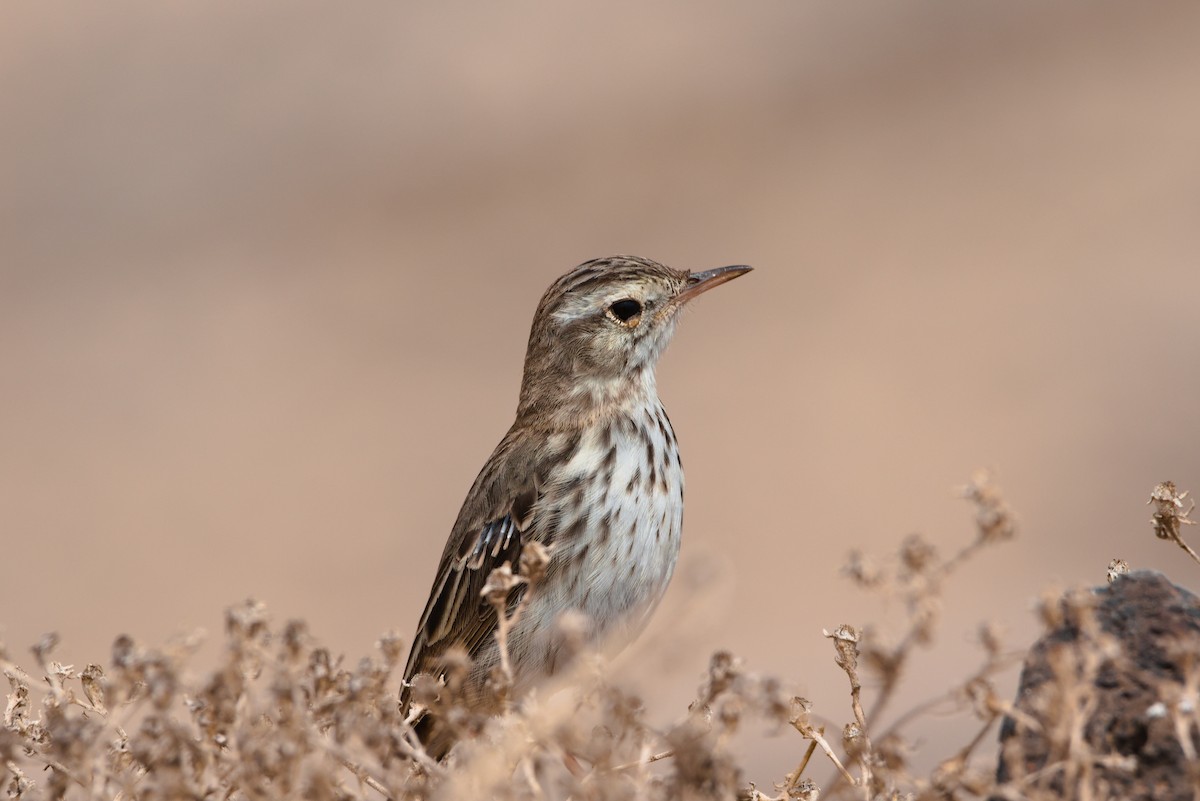 Berthelot's Pipit - ML619628884