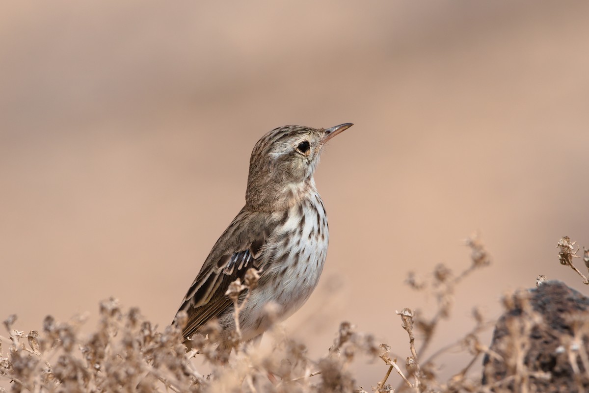 Berthelot's Pipit - ML619628885