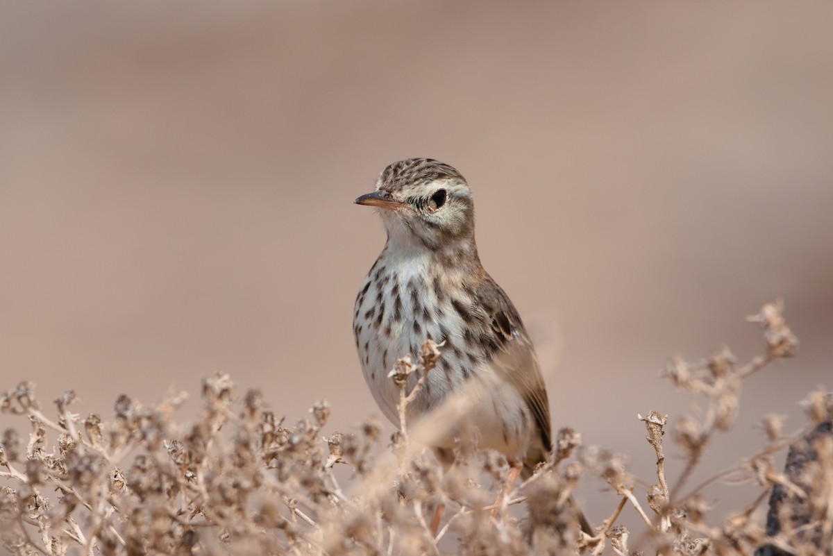 Berthelot's Pipit - ML619628886