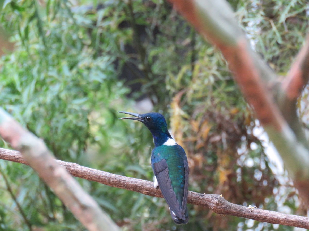 White-necked Jacobin - Sam Holcomb