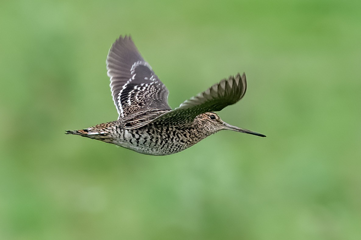 Great Snipe - Çağan Abbasoğlu