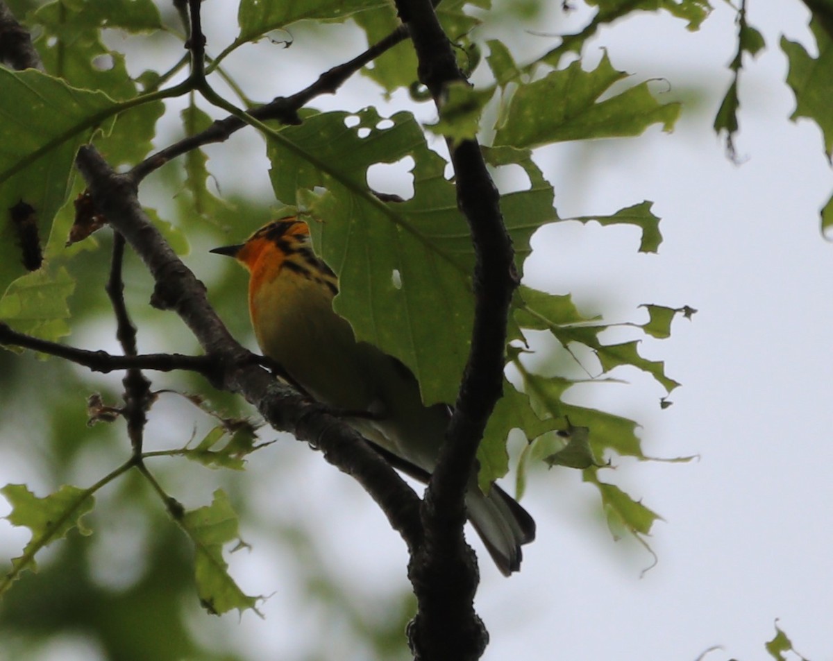 Blackburnian Warbler - MA 2