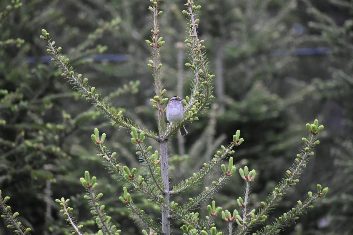 White-throated Sparrow - Donna DeJong